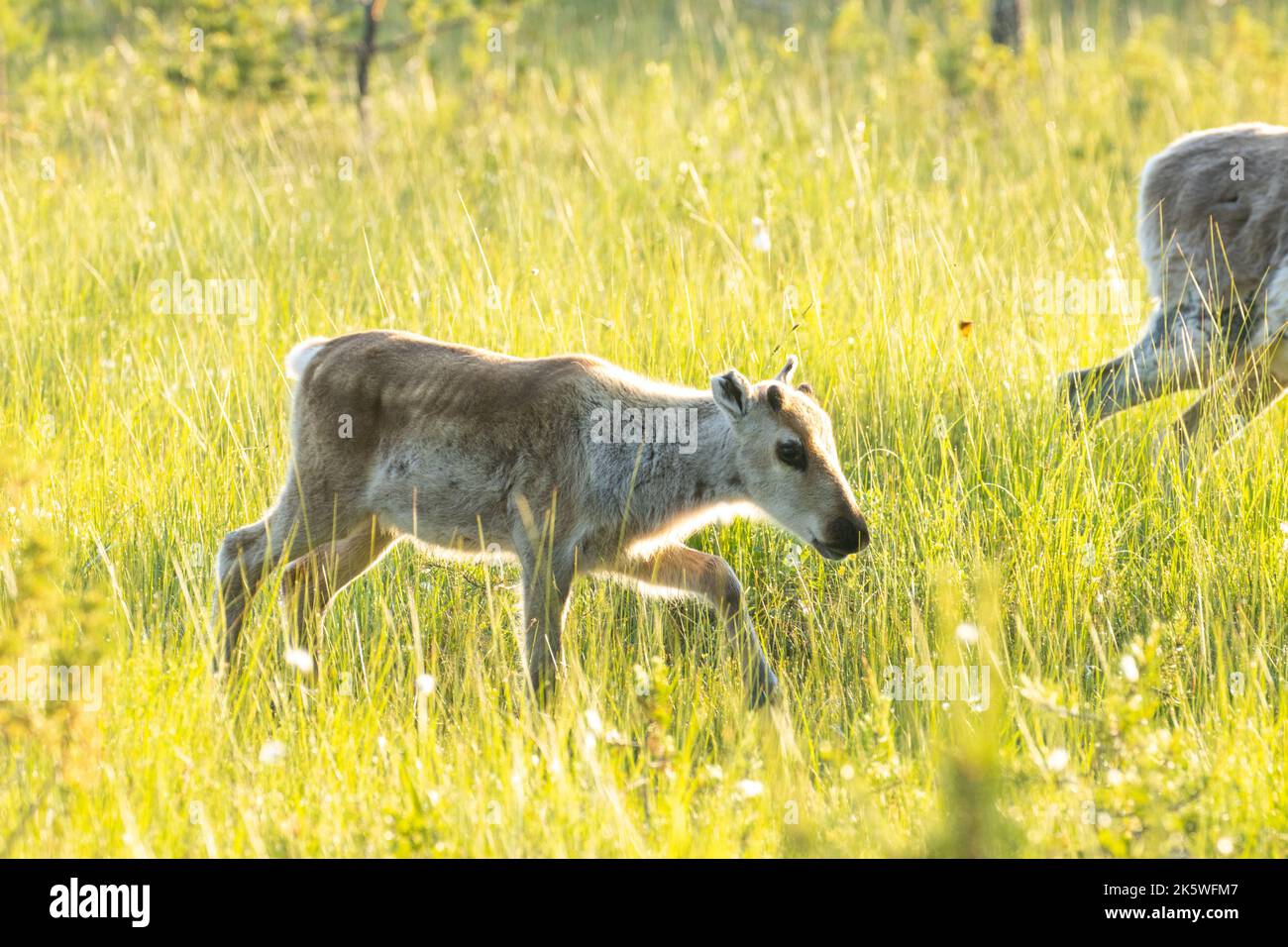 Nahaufnahme eines jungen Hausrentiers, Rangifer tarandus Kalb, das an einem frühen Sommermorgen in der Nähe von Kuusamo, Nordfinnland, im Gras wandert Stockfoto
