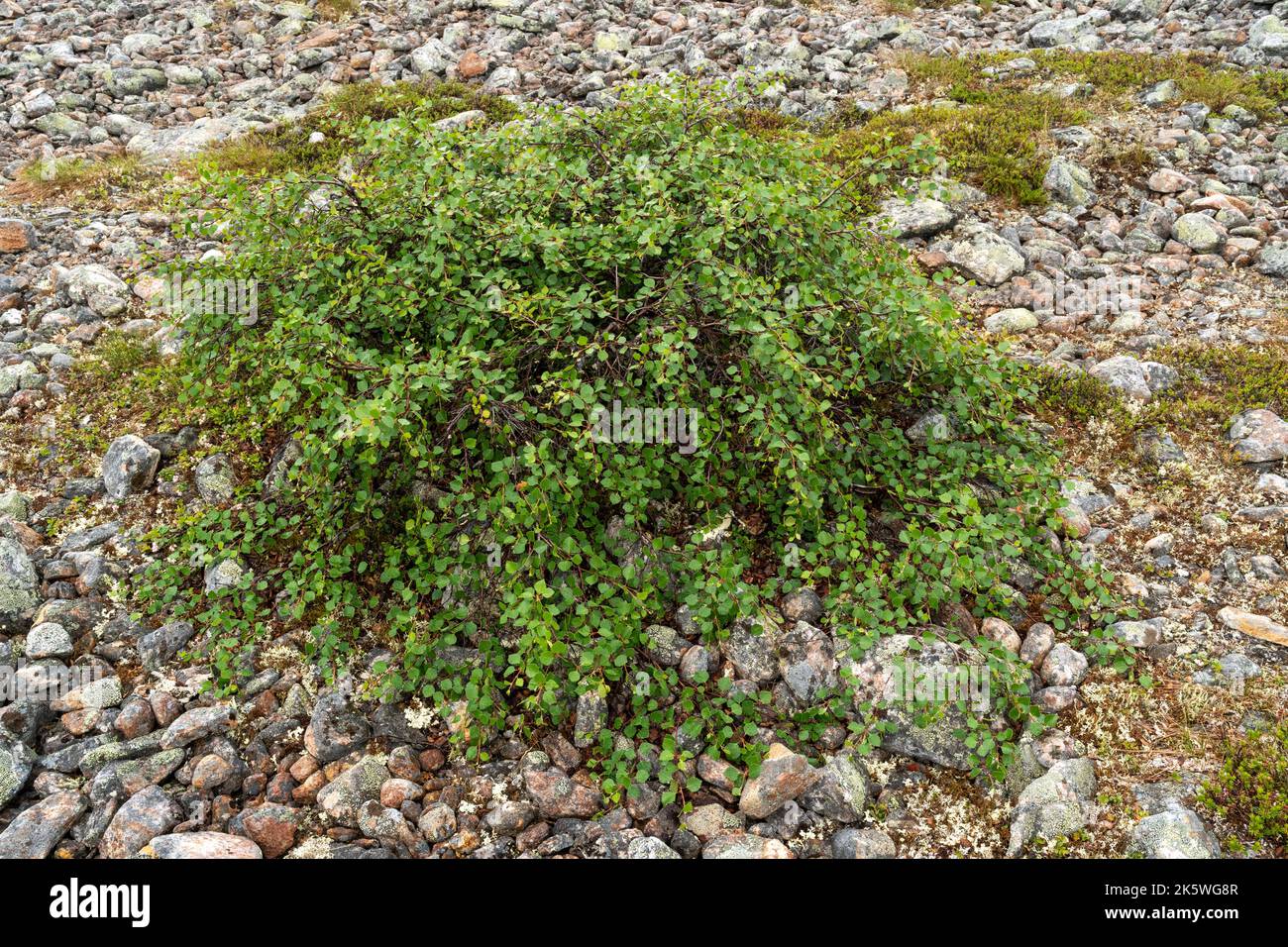 Eine niedrig wachsende Form einer Fell-Birke namens Kiilopää-Birke (Betula pubescens ssp. Czerepanovii var. Appressa), die auf einer felsigen Oberfläche in Finnland wachsen Stockfoto
