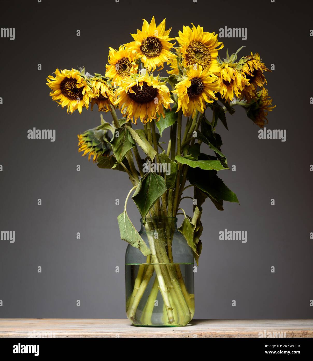 Ein Strauß Sonnenblumen in einem Glas auf neutralem Hintergrund Stockfoto
