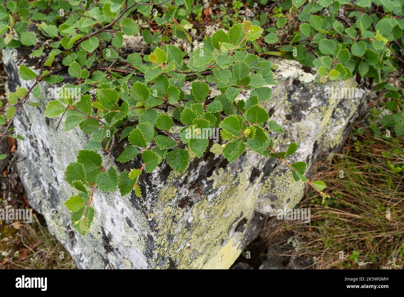 Eine niedrig wachsende Form einer Fell-Birke namens Kiilopää-Birke (Betula pubescens ssp. Czerepanovii var. Appressa), die in Finnland auf einem Felsen wachsen Stockfoto
