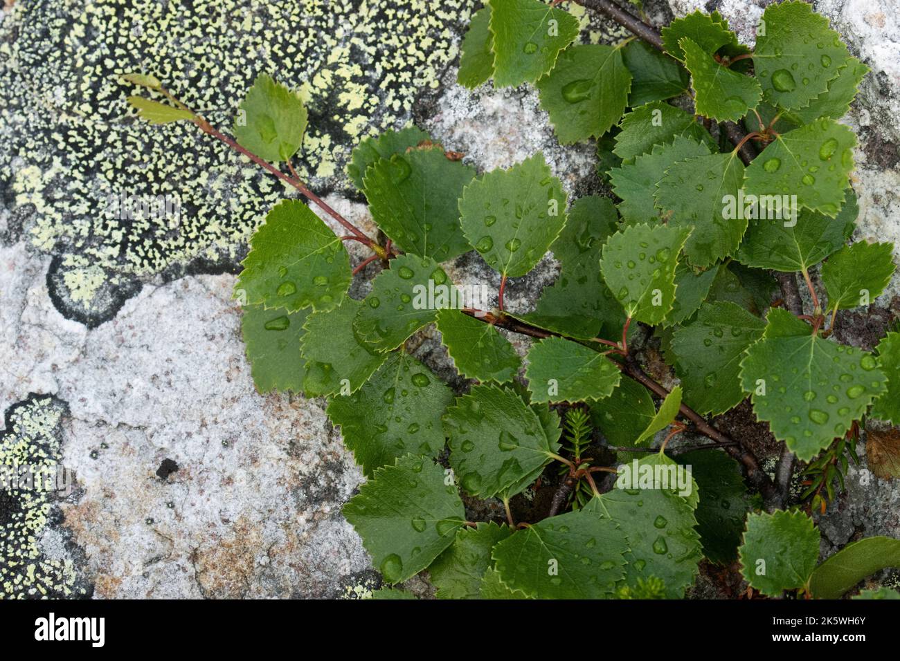 Nahaufnahme einer niedrig wachsenden Form einer Fell-Birke namens Kiilopää-Birke (Betula pubescens ssp. Czerepanovii var. Appressa), die auf einem Felsen wachsen Stockfoto