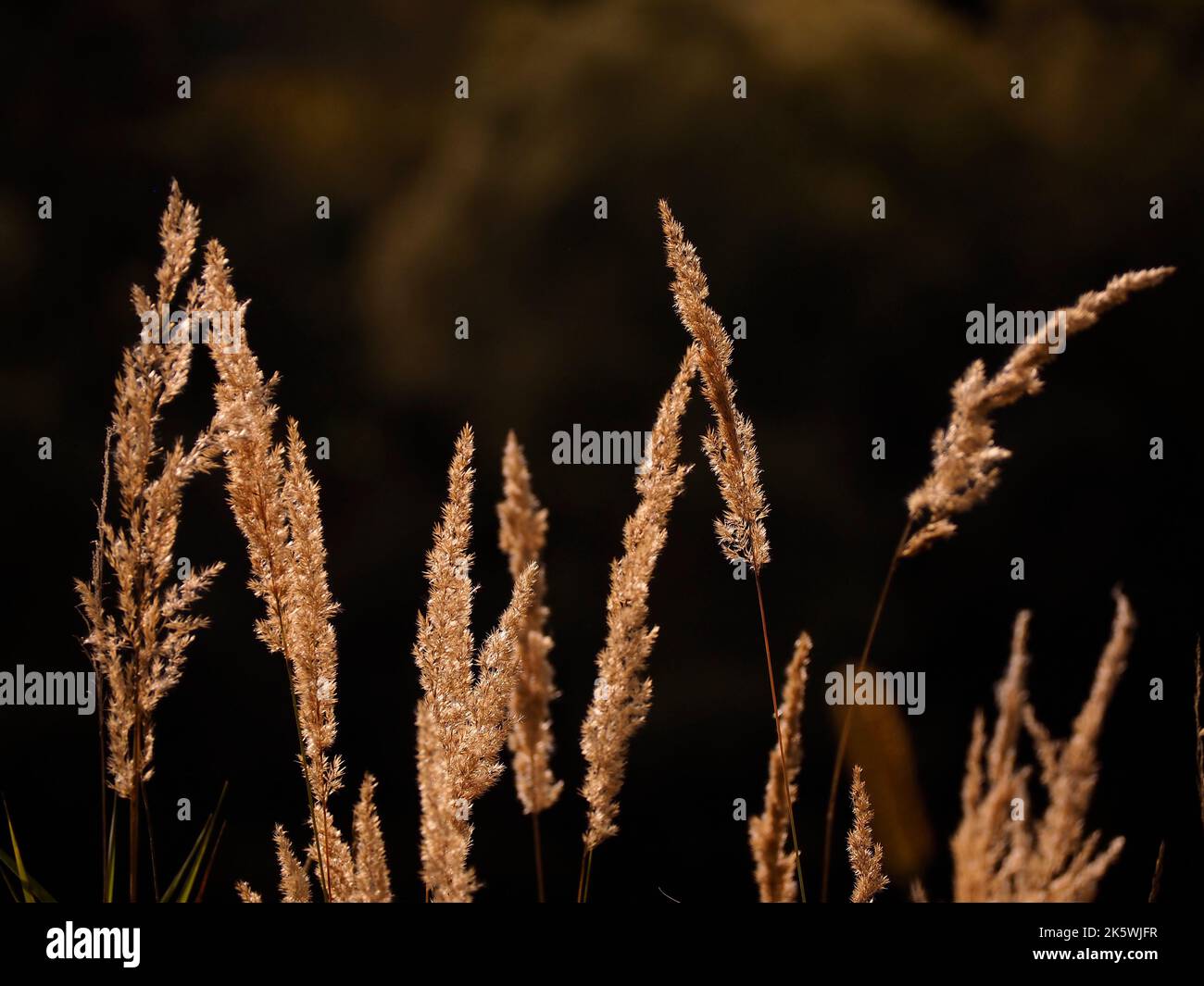 Eine Nahaufnahme des Getreides, das wächst Stockfoto