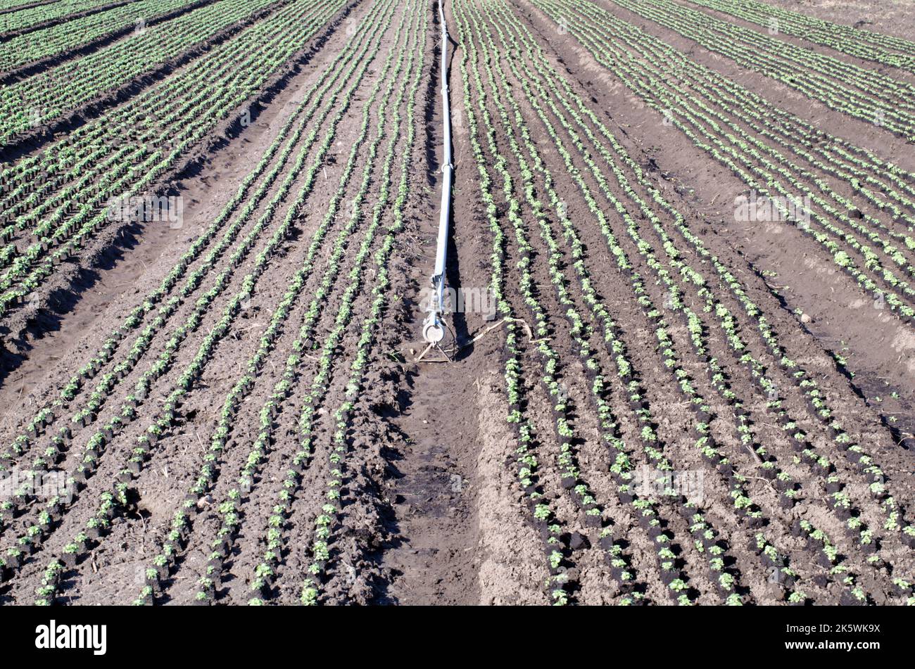 Landwirtschaft, Lebensmittelproduktion von Gemüse: Feld mit Reihen von jungen Salatpflanzen und Bewässerungsrohr Stockfoto
