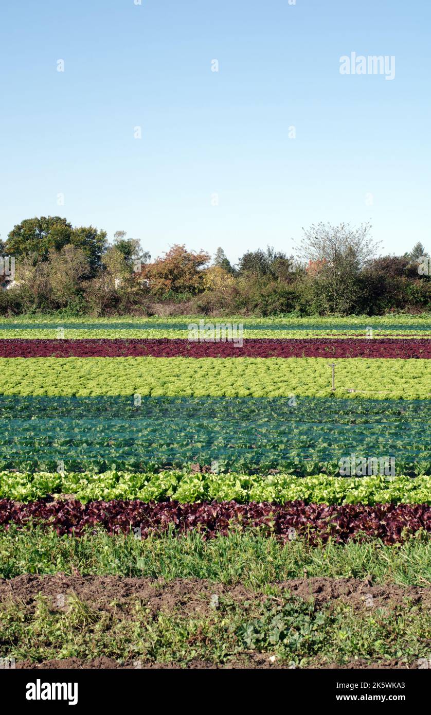 Landwirtschaft, Lebensmittelproduktion von Gemüse: Reihe von Betten mit verschiedenen Arten von Salat Stockfoto