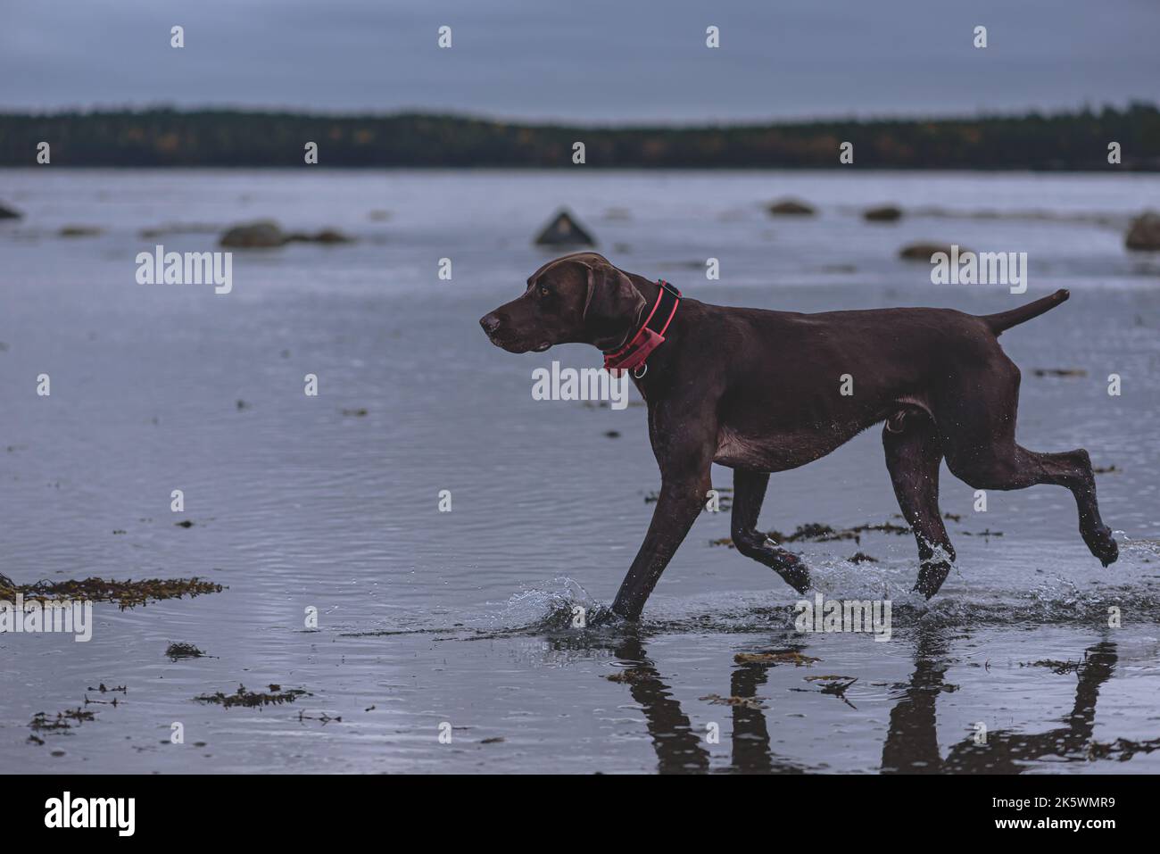 Brauner deutscher Kurzhaarpointer, der am hundefreundlichen Strand Leine spielt Stockfoto