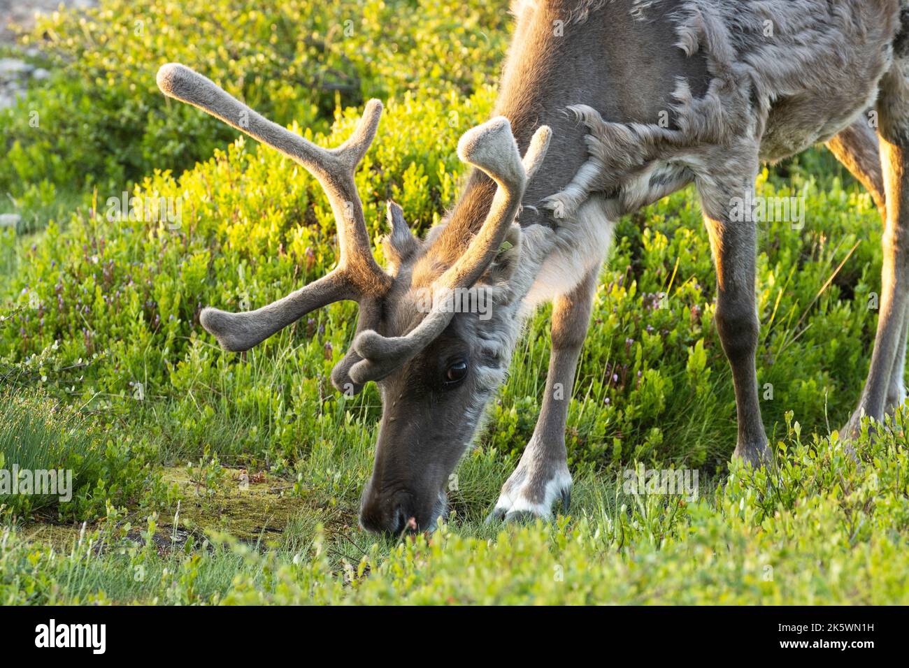 Nahaufnahme eines einheimischen Rentiers, das an einem Sommerabend Sträucher im Urho Kekkonen-Nationalpark in Nordfinnland isst Stockfoto
