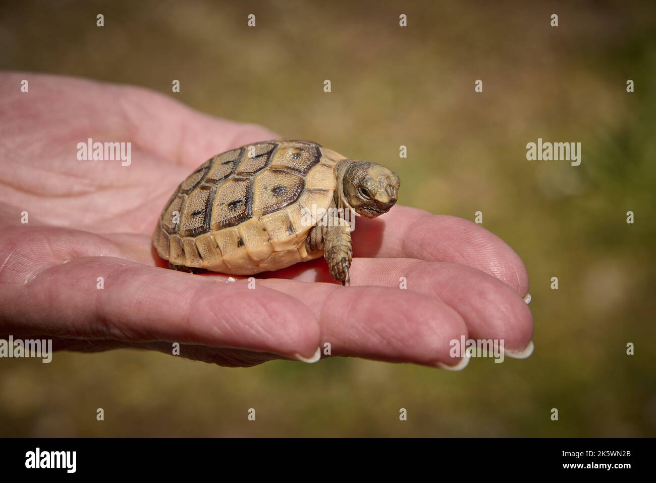 Süße Babyschildkröte, Schildkröte mit Spursteigel, (Testudo graeca terrestris) Türkei Stockfoto