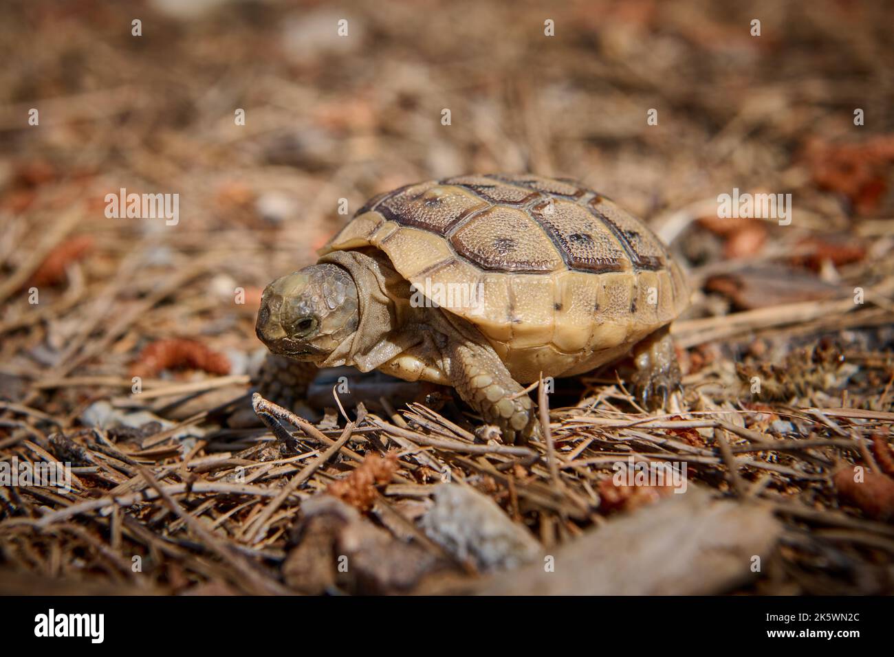 Süße Babyschildkröte, Schildkröte mit Spursteigel, (Testudo graeca terrestris) Türkei Stockfoto