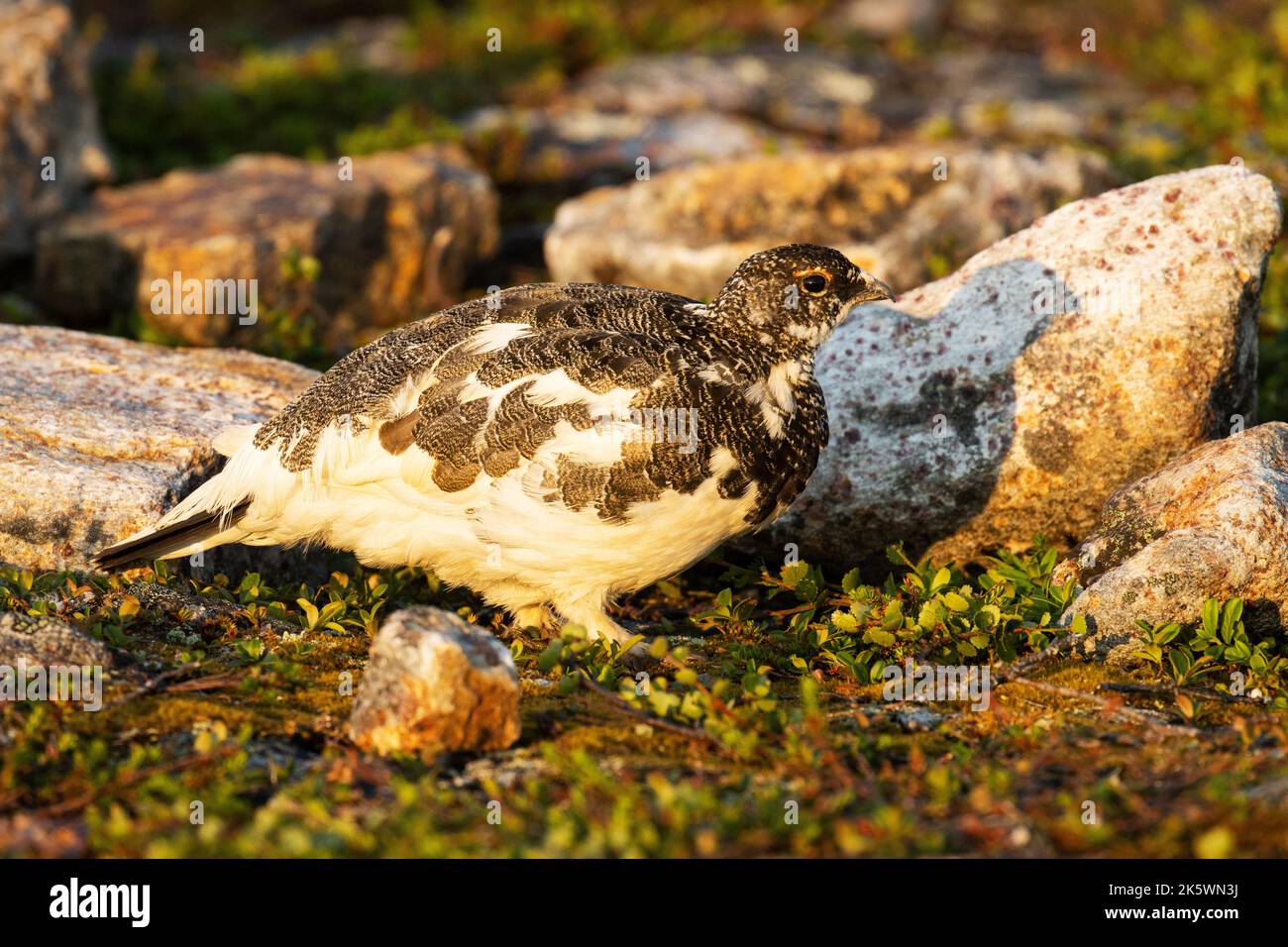 Felsptarmigan auf einer felsigen Oberfläche im Urho Kekkonen-Nationalpark, Nordfinnland Stockfoto