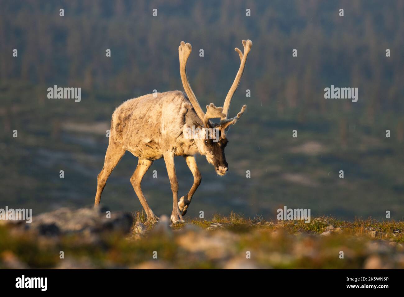 Nahaufnahme von einheimischen Rentieren, Rangifer tarandus mit großen Geweihen, die an einem frühen Sommermorgen im Urho Kekkonen National Park in den Bergen wandern Stockfoto