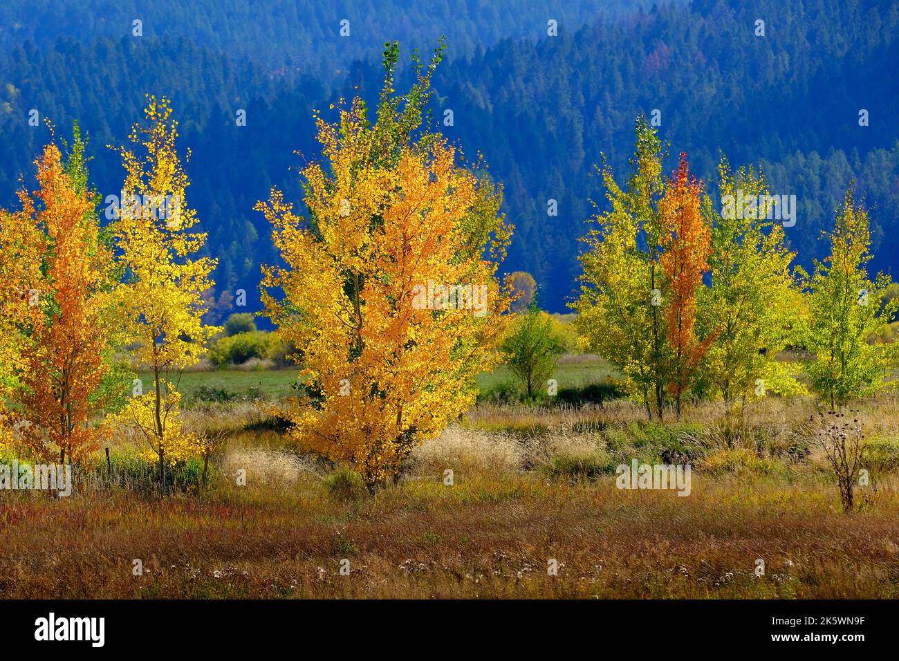 Berge Berghang Wildnis Wald Herbst Espen Birken weißen Stämme goldenen und grünen Farben Stockfoto