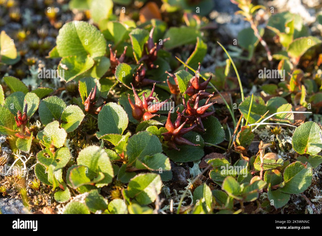 Nahaufnahme der Zwergweide, Salix herbacea, die auf felsiger Oberfläche an einem Fell in Nordfinnland wächst Stockfoto