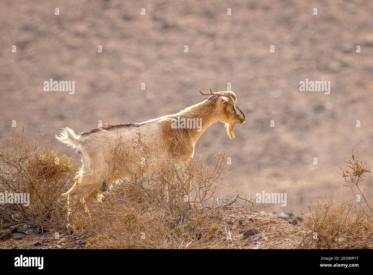 Ziege in den Hügeln von Fuerteventura Spanien Stockfoto