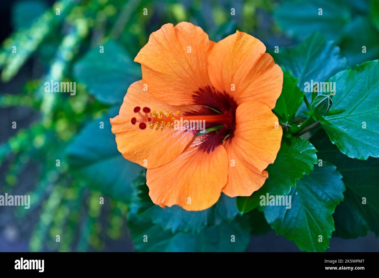 Orangefarbene Hibiskusblüte im tropischen Garten Stockfoto
