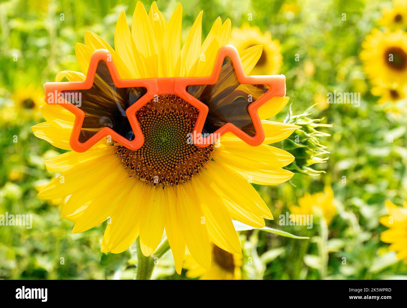 Orangefarbene Sternsonnenbrille auf hellgelber Sonnenblume auf einem Feld Stockfoto