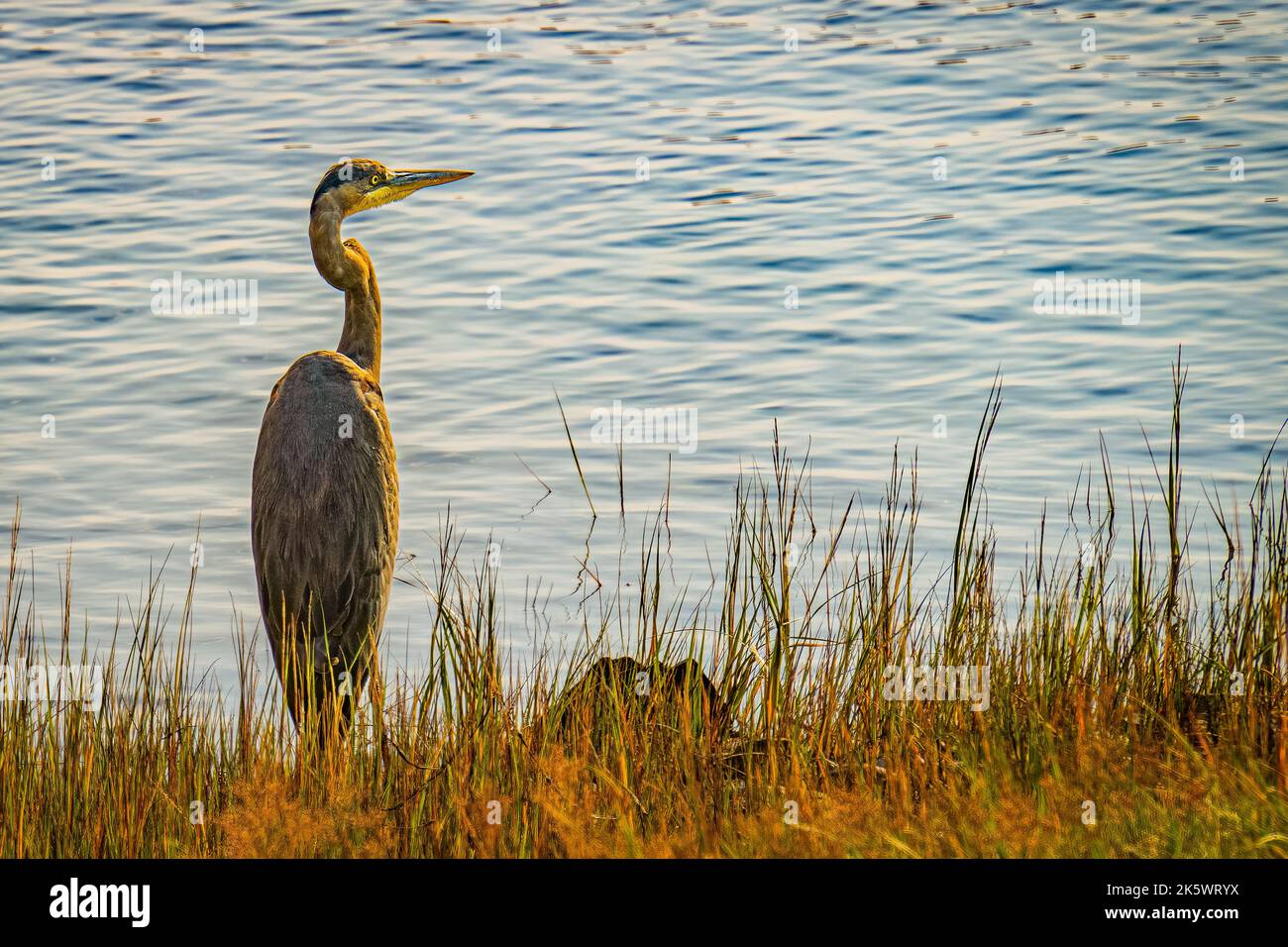 heron unter den Sümpfen auf dem Marginal Way Pfad entlang der Maine Küste in Ogunquit Stockfoto