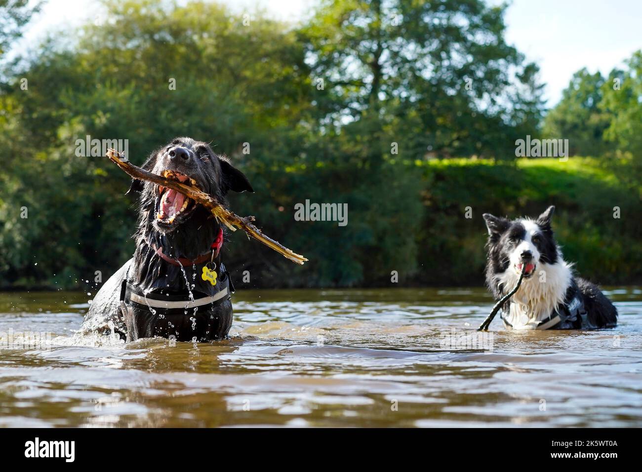 Nahaufnahme von zwei Hunden, die in einem Fluss mit spritzenden Wasser und Stöcken im Mund spielen. Stockfoto