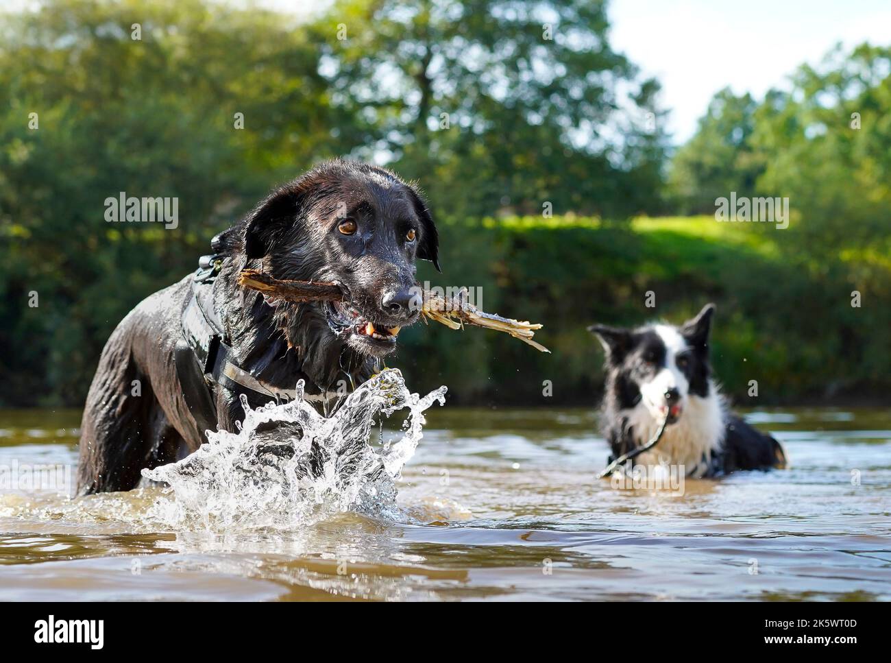 Nahaufnahme von zwei Hunden, die in einem Fluss mit spritzenden Wasser und Stöcken im Mund spielen. Stockfoto