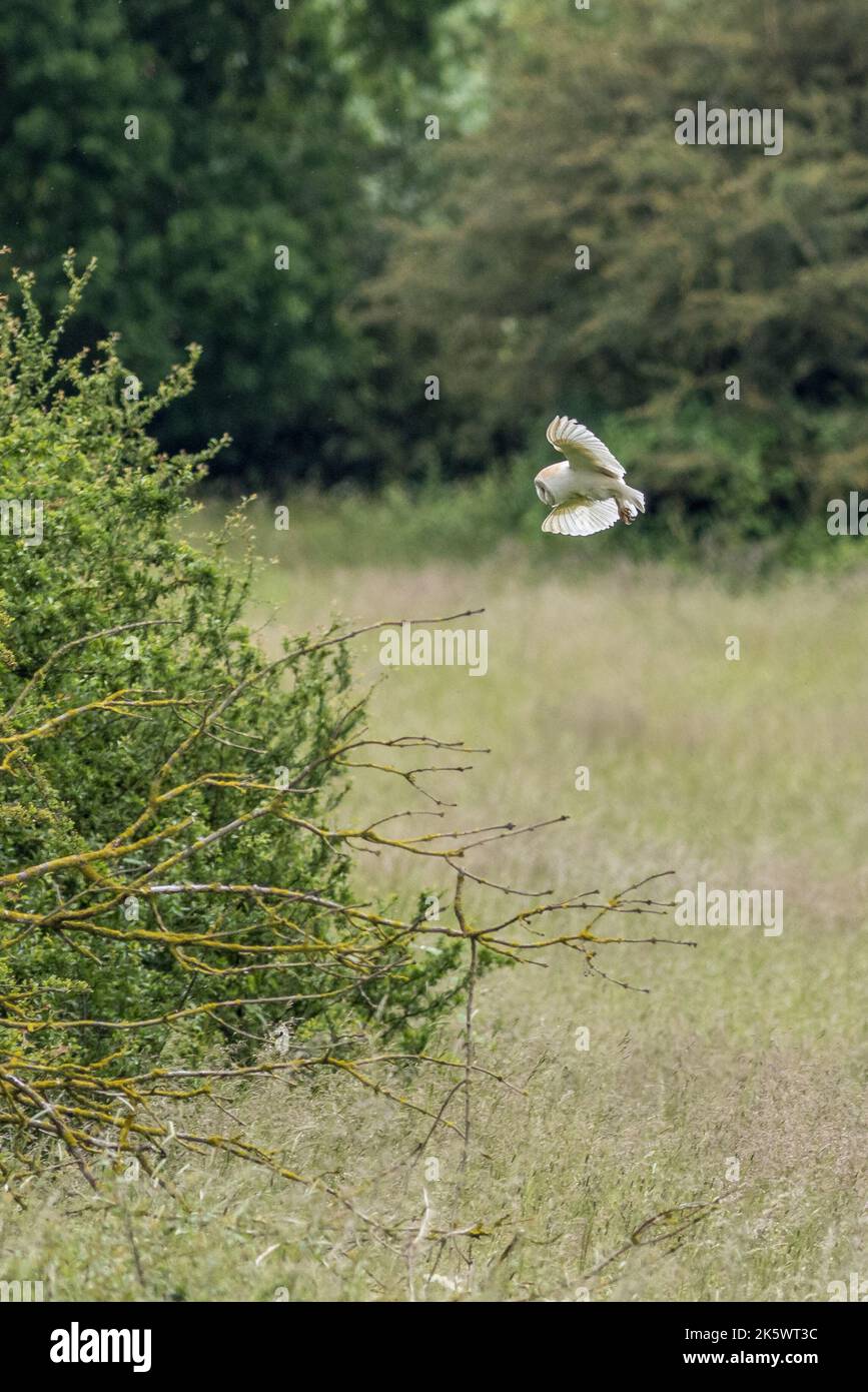 Stalleule (Tyto alba) auf der Suche nach Nahrung Stockfoto