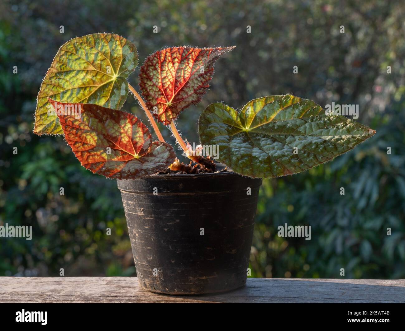 Nahaufnahme des schönen hinterleuchteten Begonia Hybrid in Topf isoliert im Freien auf natürlichem Hintergrund Stockfoto
