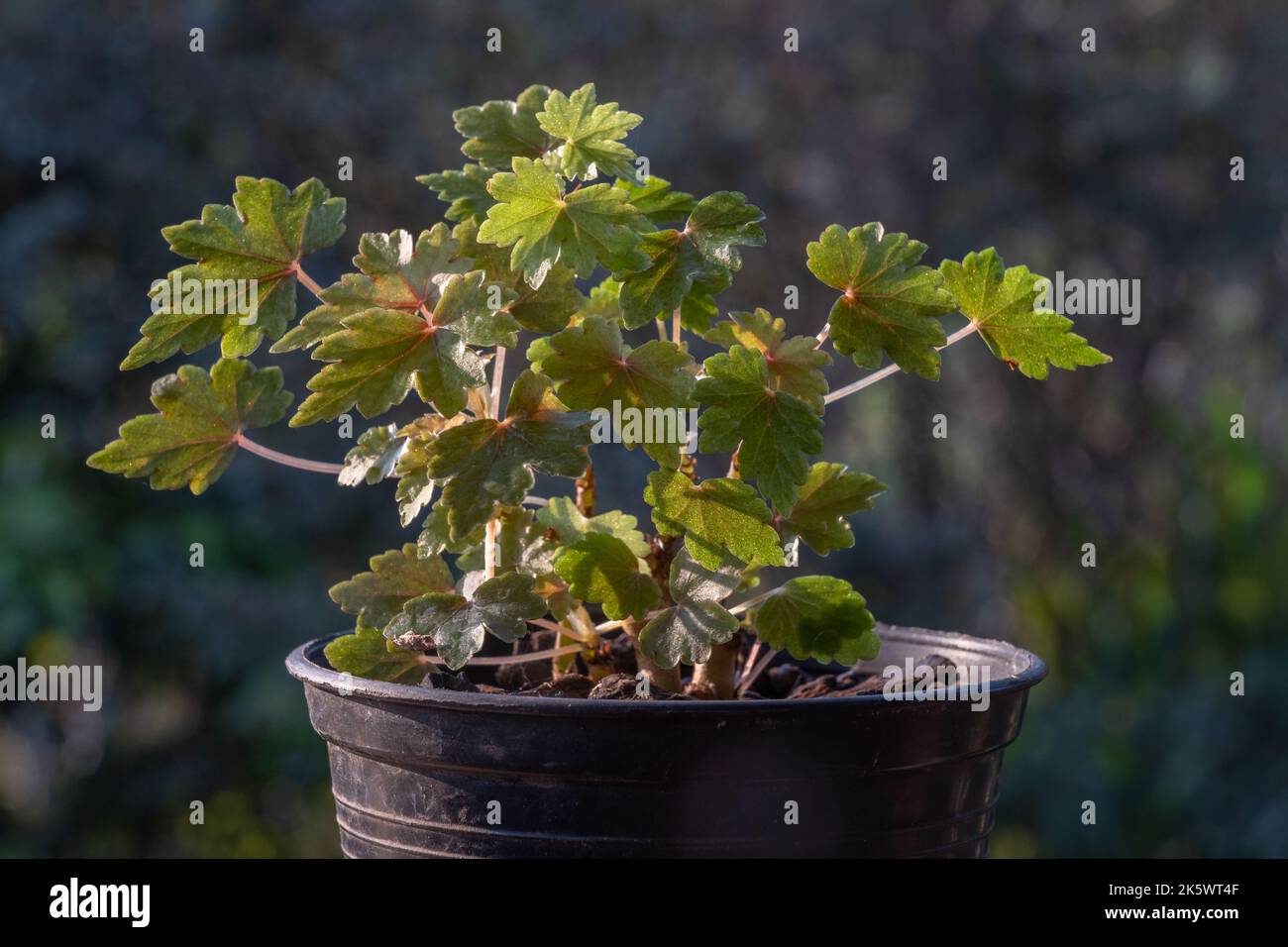 Nahaufnahme der kleinen Begonia dregei aka Ahornblatt oder Traubenblatt-Begonia im Sonnenlicht im Freien auf natürlichem Hintergrund Stockfoto