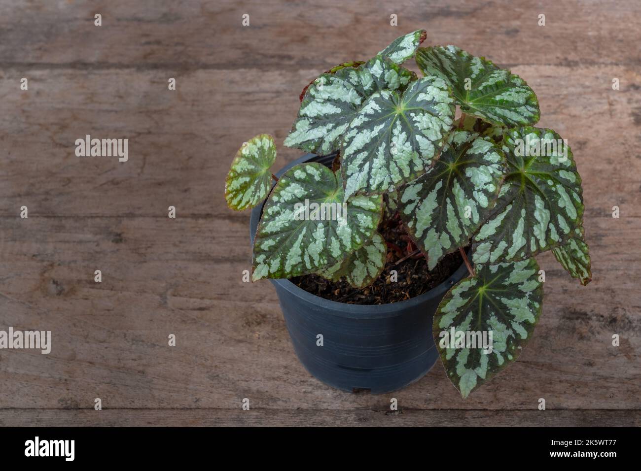 Nahaufnahme des bunten dunkelgrünen und silberweißen Laubs des Begonia rex Hybrid isoliert auf Holztisch im Freien Stockfoto