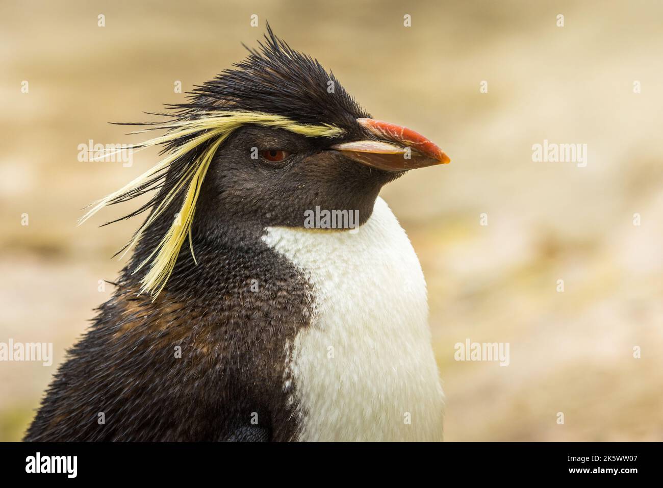 Nördlicher Rockhopper Pinguin aus nächster Nähe Stockfoto