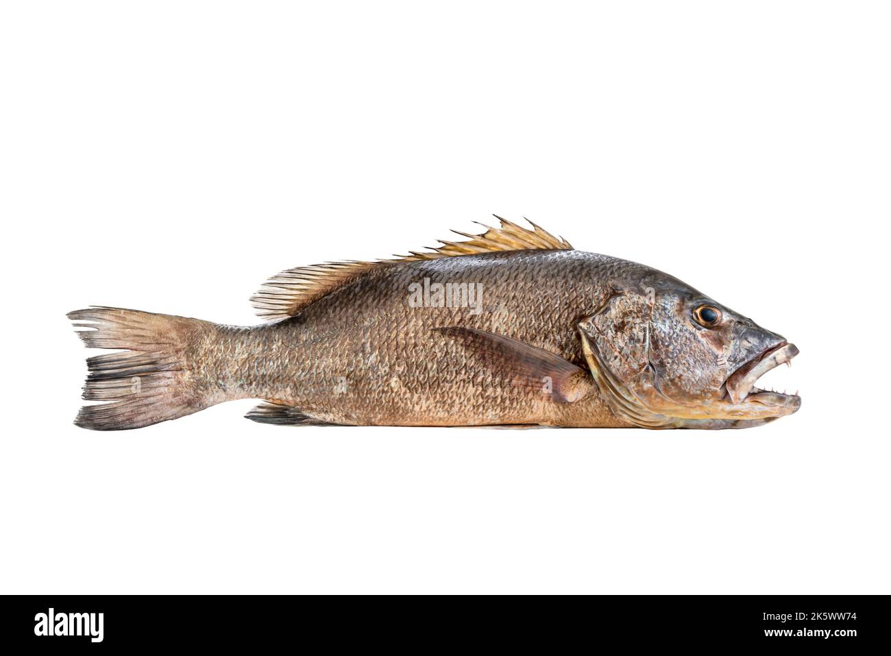 Mangrove grau Snapper Fisch isoliert weißen Hintergrund voller Länge roh Stockfoto
