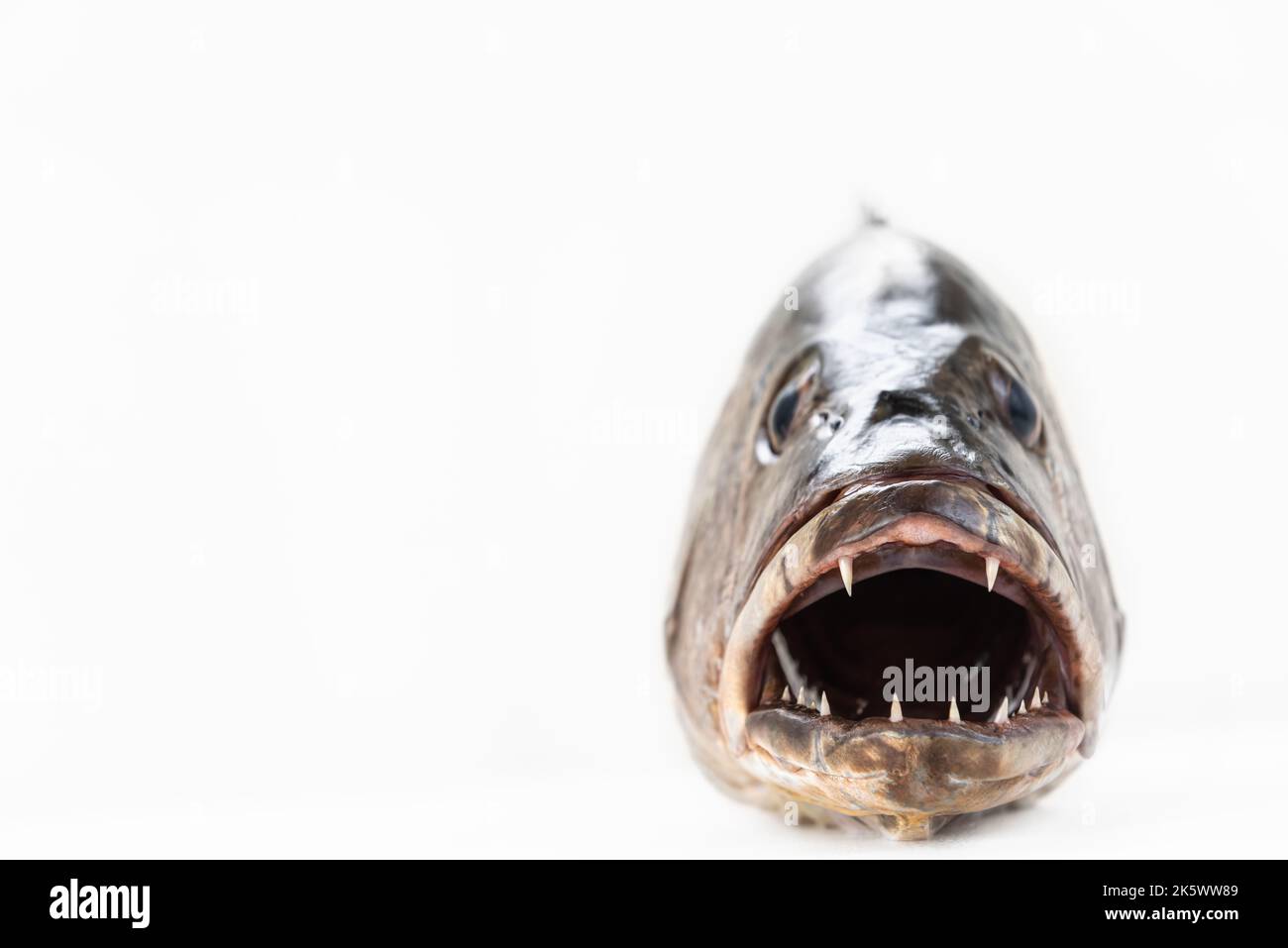 Mangroven grau Schnapper Fisch scharfe Zähne schließen offenen Mund Stockfoto