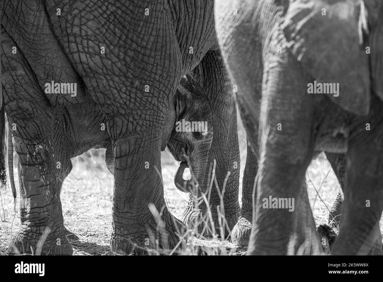 Eine Graustufen-Nahaufnahme von afrikanischen Elefanten mit einem Kalb. Tansania, Ostafrika. Stockfoto