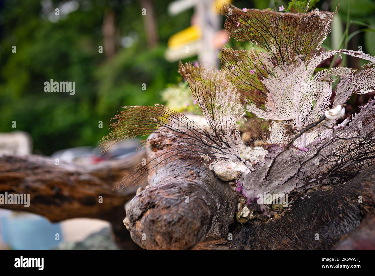 Outdoor Dekoration Strand tropisch log Korallen Buchenholz Pflanzen Anordnung rustikal gebleicht in Tobago Stockfoto