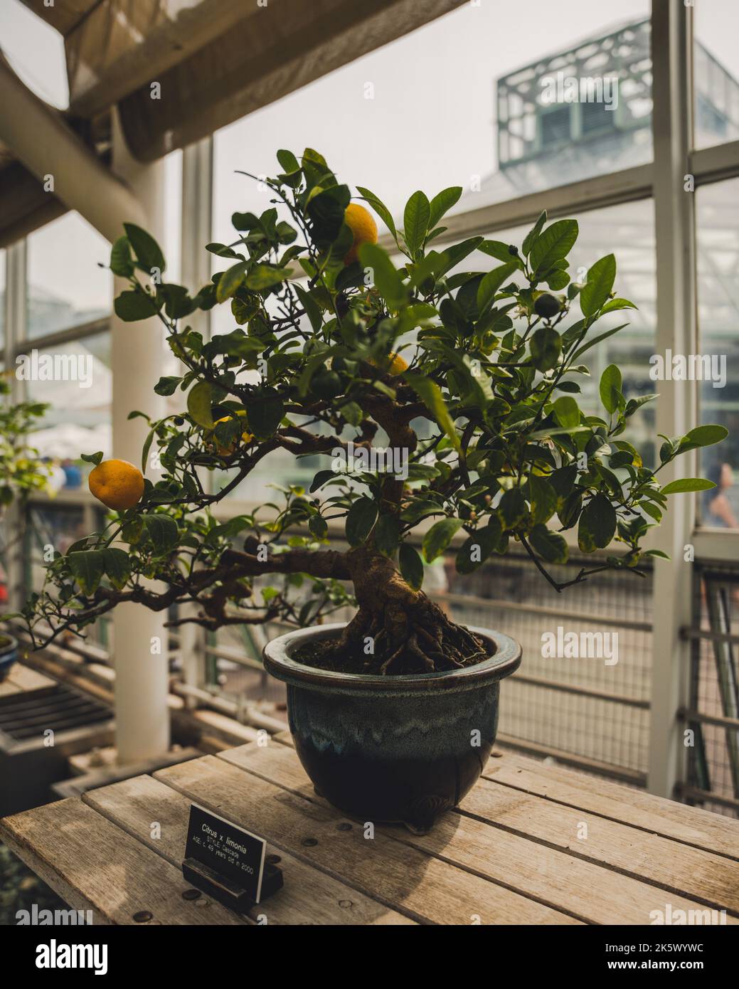 Ein Zitronenbaum mit angebauten Zitronen in einem Topf auf einer  Holzoberflche Stockfotografie - Alamy