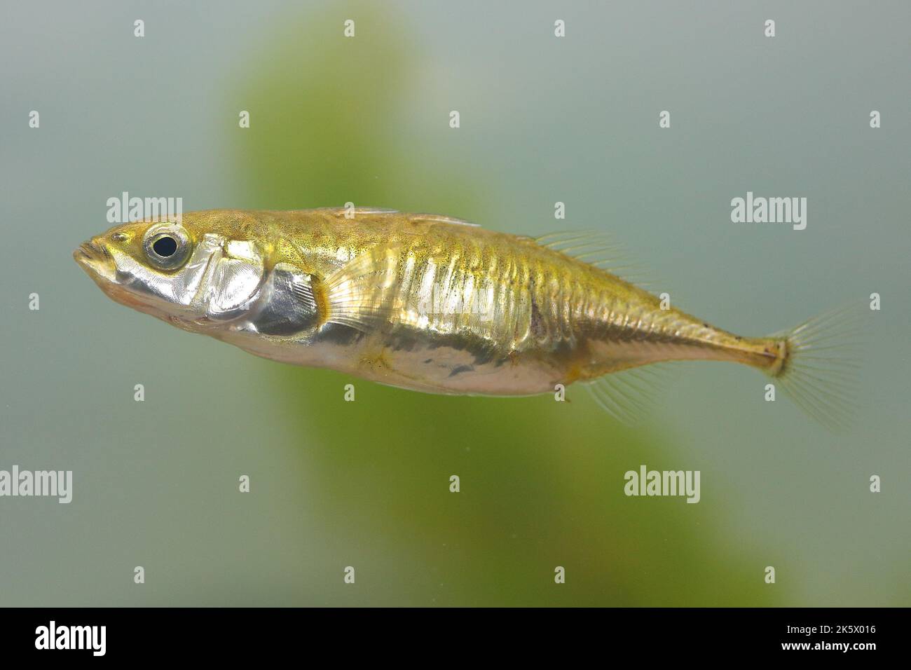 Das Weibchen des dreistacheligen Stichlebackfischs Gasterosteus aculeatus im Unterwasserlebensraum Stockfoto