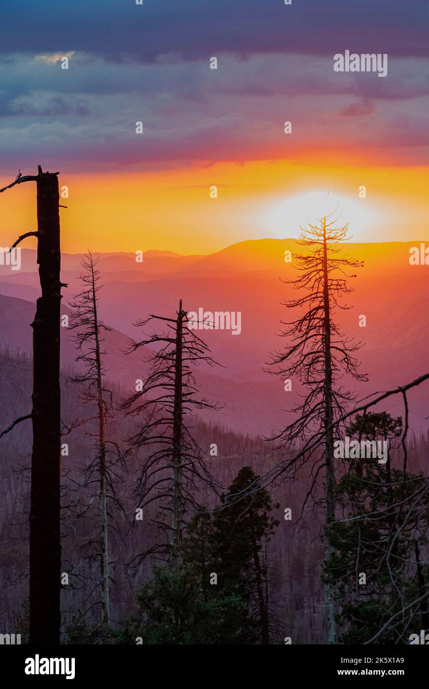 Tote Bäume stehen dort, wo sie teilweise bei einem kürzlich stattgefundenen Waldbrand verbrannt wurden, während einige Bäume mit einem atemberaubenden Sonnenuntergang, Yosemite Nat'l Park, CA, noch übrig sind Stockfoto