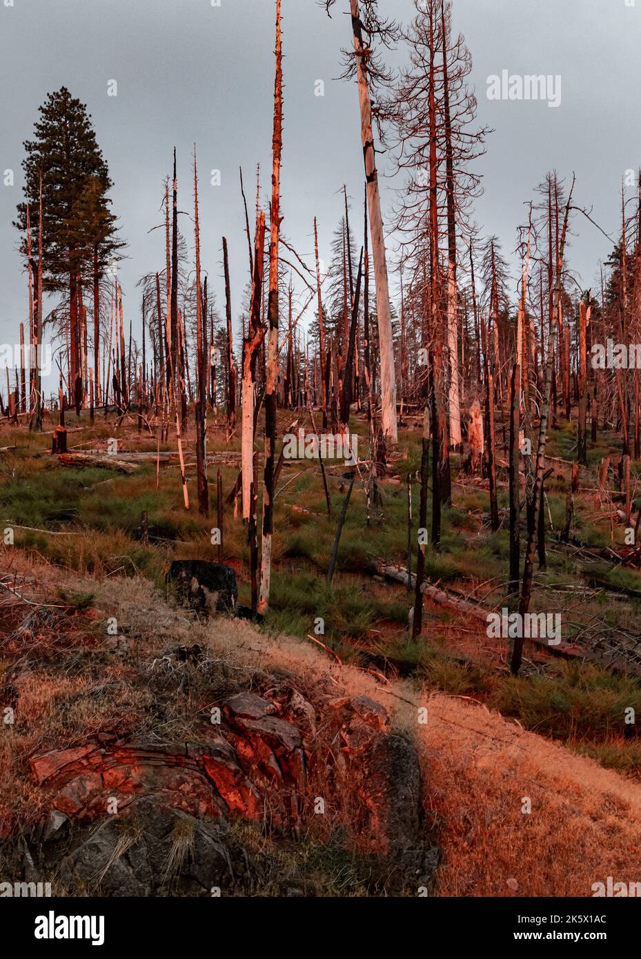 Ein Wald erholt sich langsam mit neuem Wachstum von einem Waldbrand vor Jahren durch spätes Sonnenuntergang Licht beleuchtet, es wird rot, an der Wawona Road, Yosemite Nat'l PK, CA Stockfoto