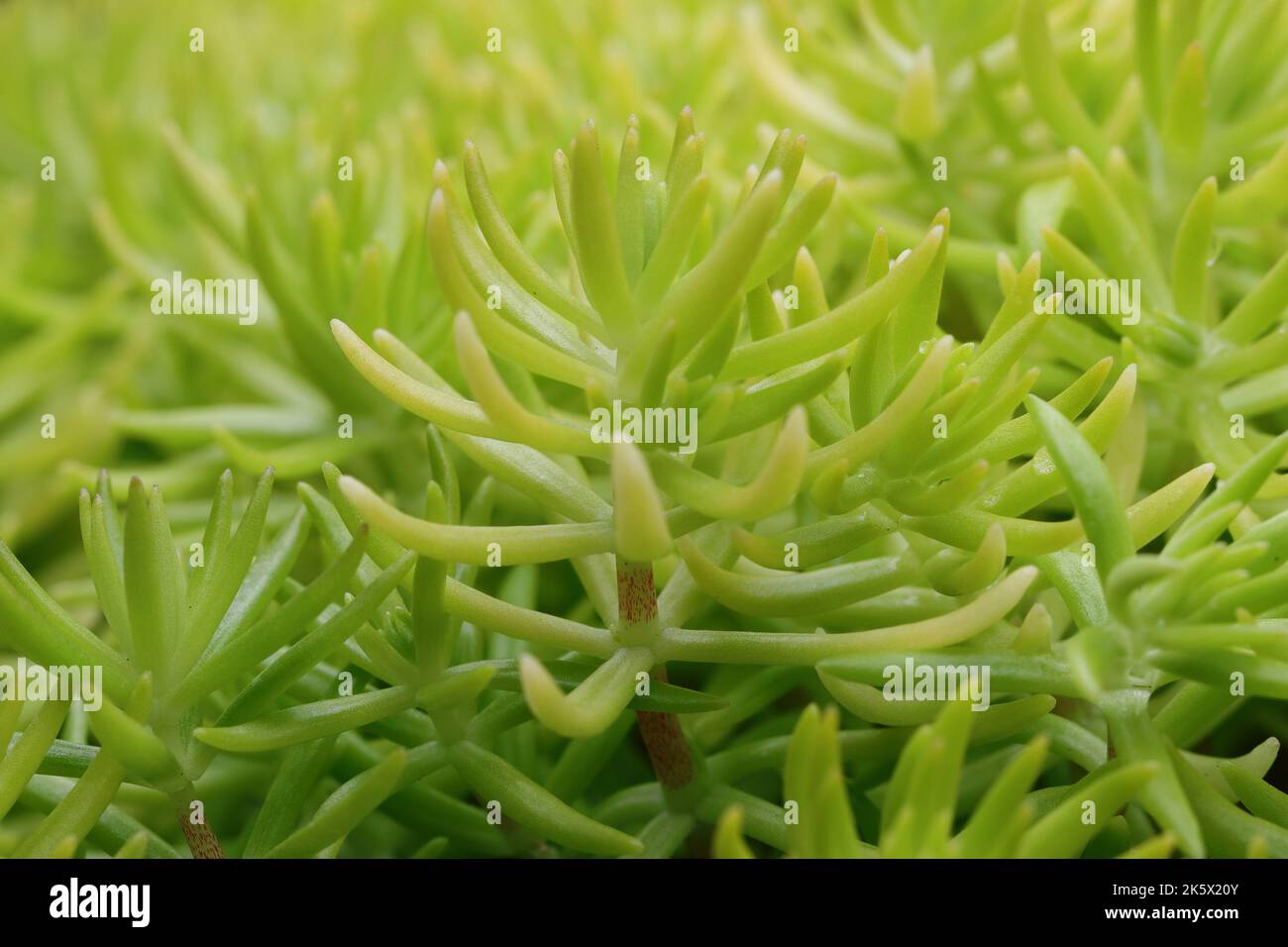 Nahaufnahme von hübschen hellgrünen Sedum-Pflanzen, Seitenansicht Stockfoto