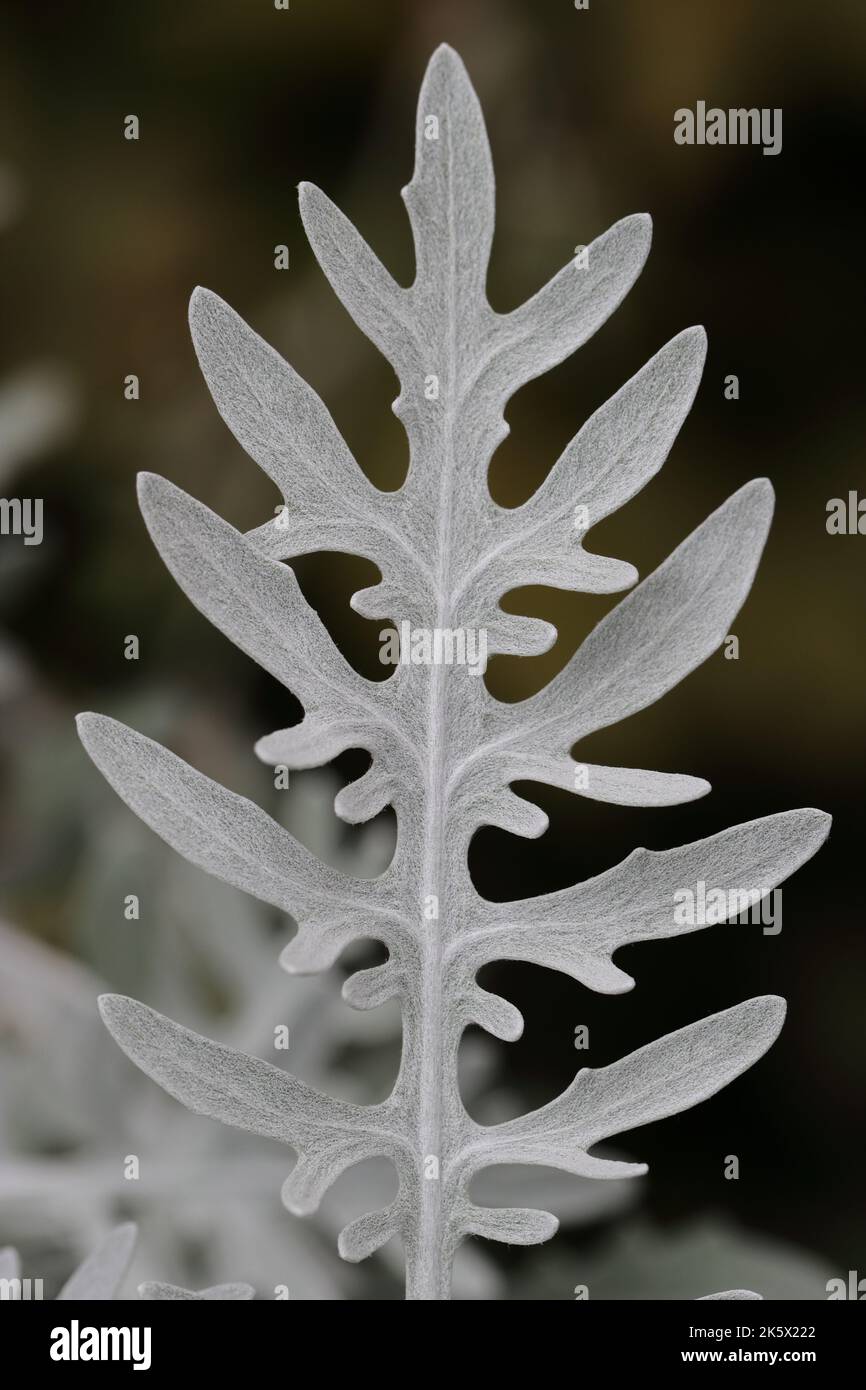 Nahaufnahme eines einzelnen grau-weißen, samtigen Blattes einer centaurea gymnocarpa vor einem verschwommenen Hintergrund Stockfoto