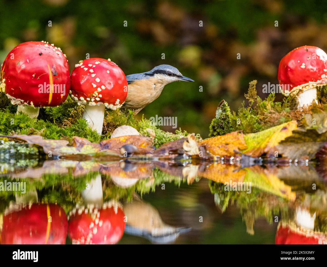 Europäische Nacktschnecken sammeln sich im Herbst in Mitte Wales unter Pilzen Stockfoto