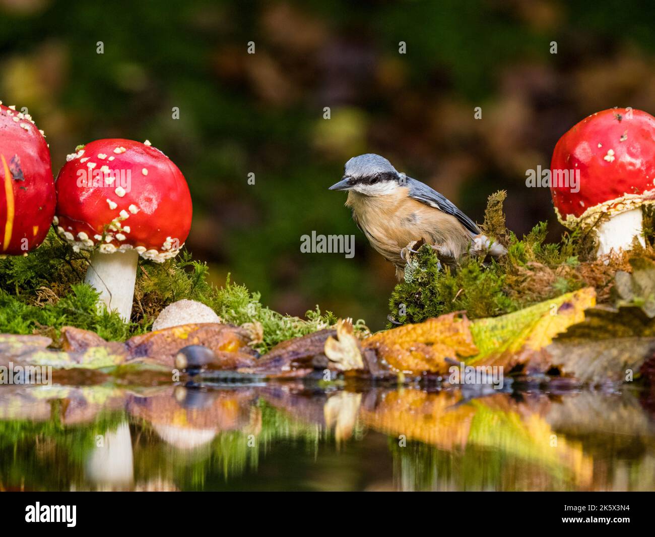 Europäische Nacktschnecken sammeln sich im Herbst in Mitte Wales unter Pilzen Stockfoto