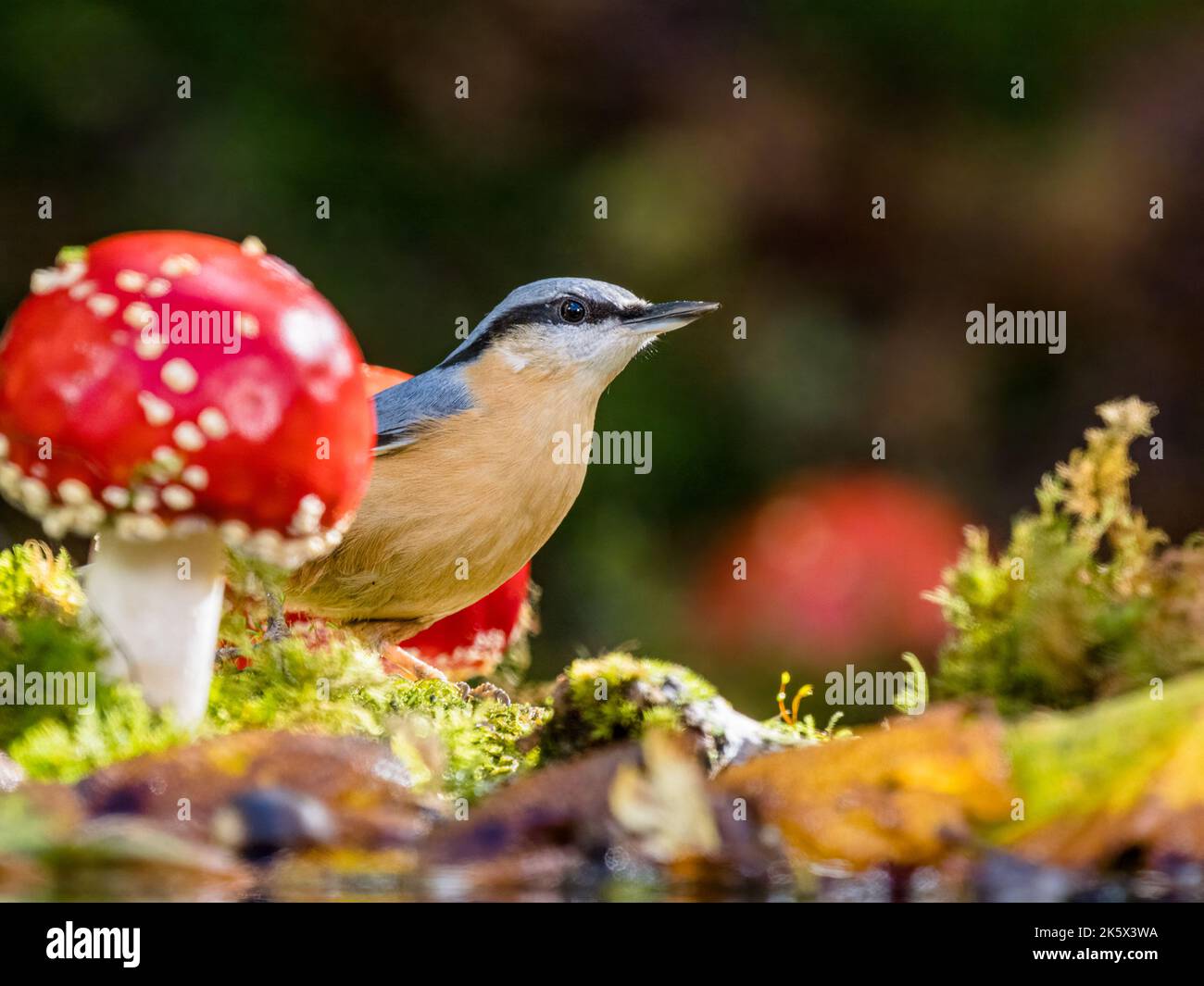 Europäische Nacktschnecken sammeln sich im Herbst in Mitte Wales unter Pilzen Stockfoto