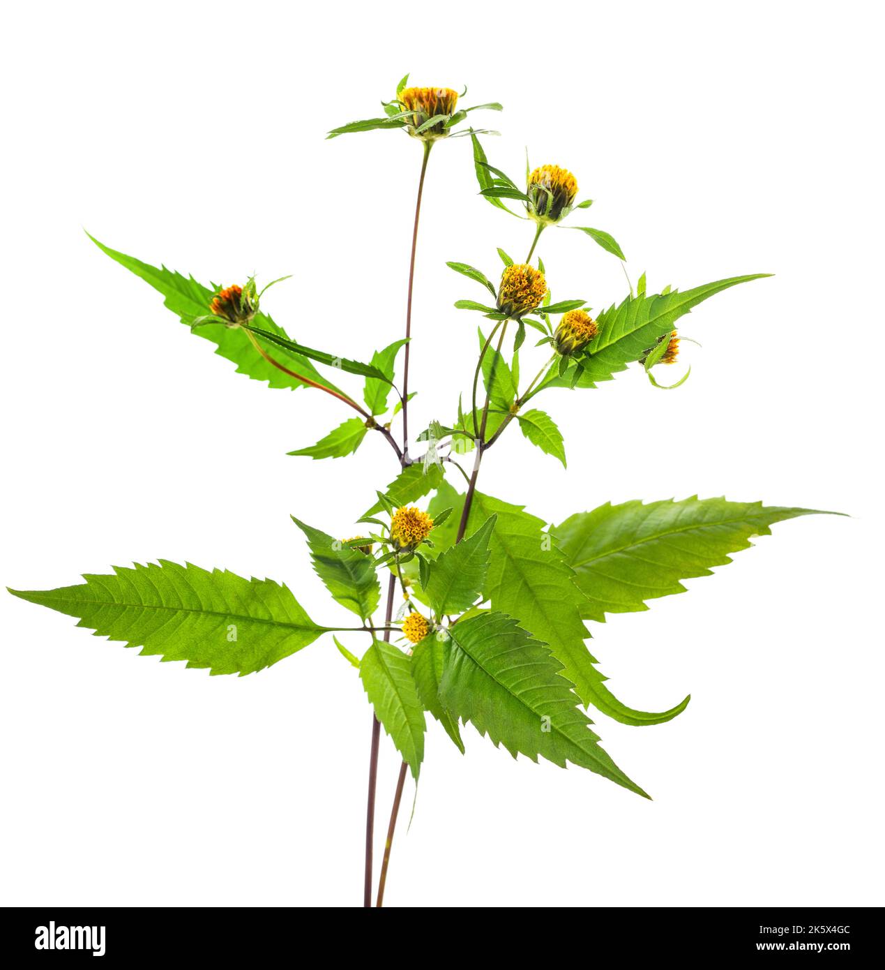 Teufels Beggartikel Pflanzen mit Blumen isoliert auf weißem Hintergrund Stockfoto