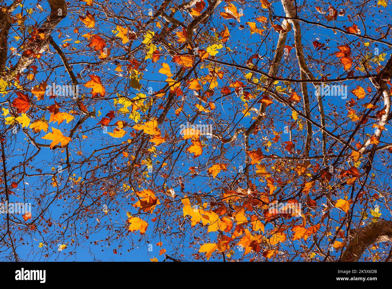 Herbstlicher und belaubter Hintergrund. Hintergrundbeleuchtete, braune, orange, gelbe und rote Blätter mit blauem Himmel Stockfoto