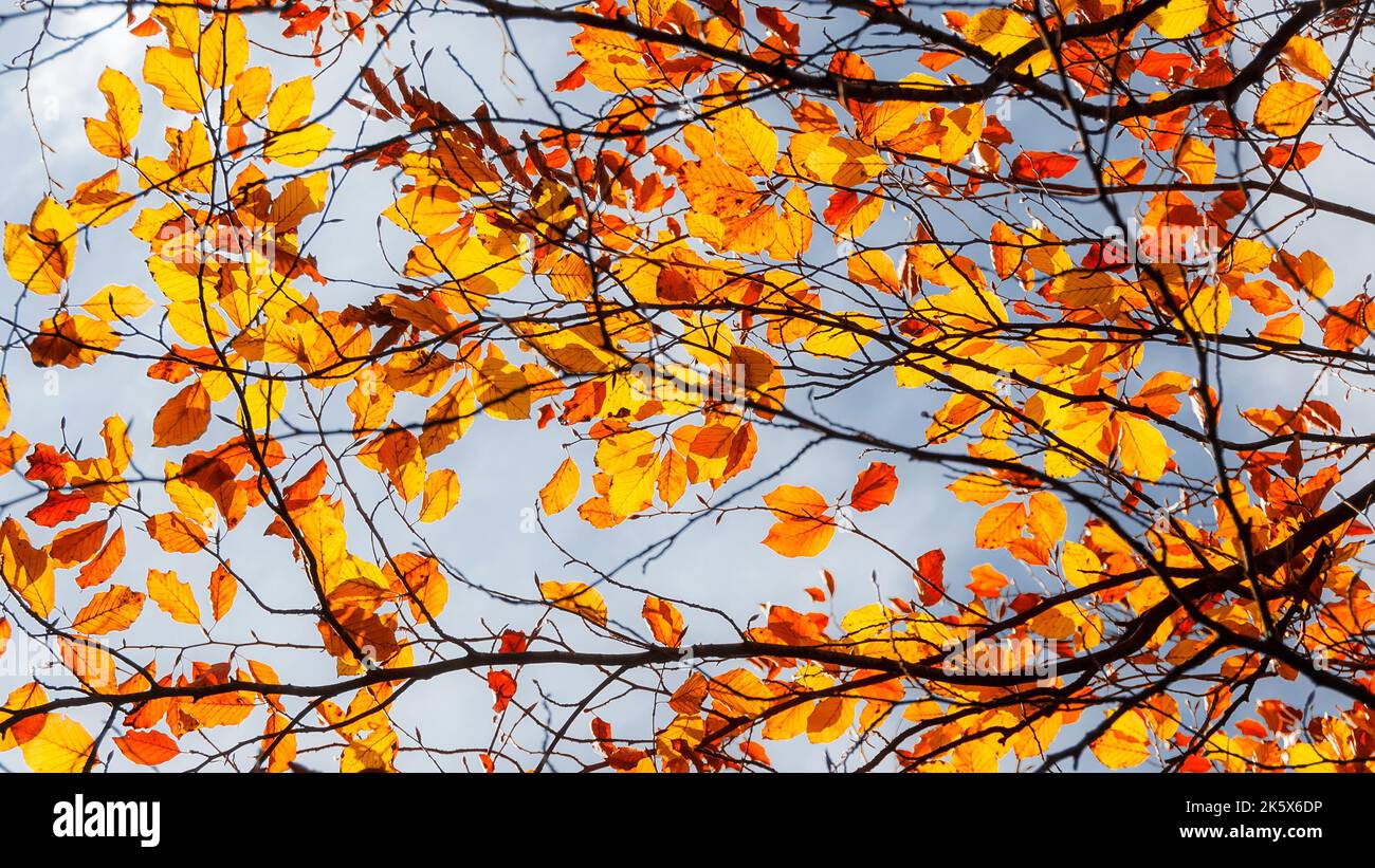 Beleuchtetes herbstliches goldenes und orangefarbenes Laub und Laub als Hintergrund Stockfoto