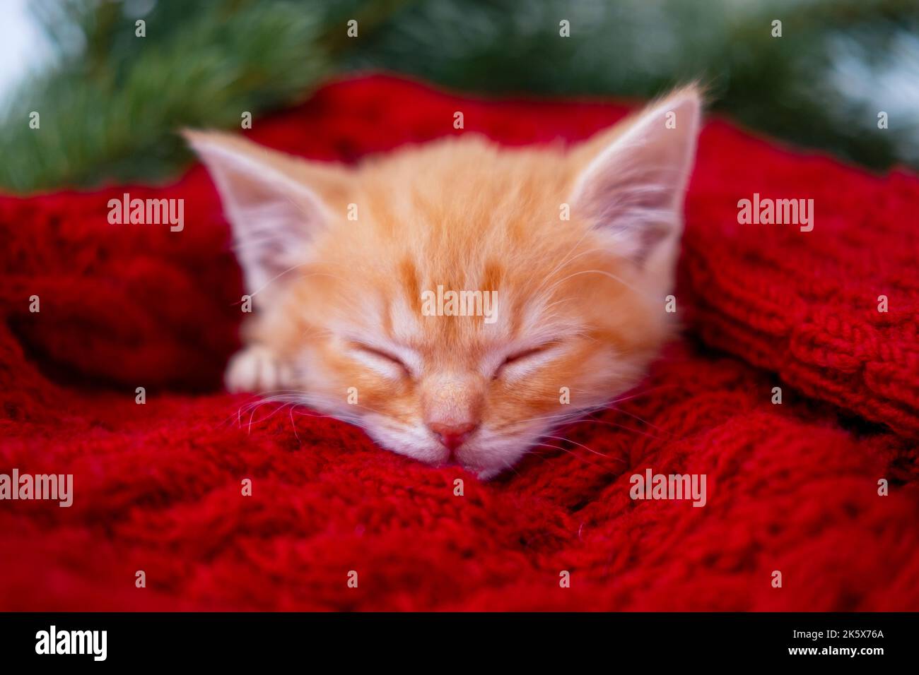 Ingwer Kätzchen schlafen mit weihnachtlichen roten Hintergrund auf rot, orange rot Katze glücklich Träume, Urlaub und entspannen Stockfoto