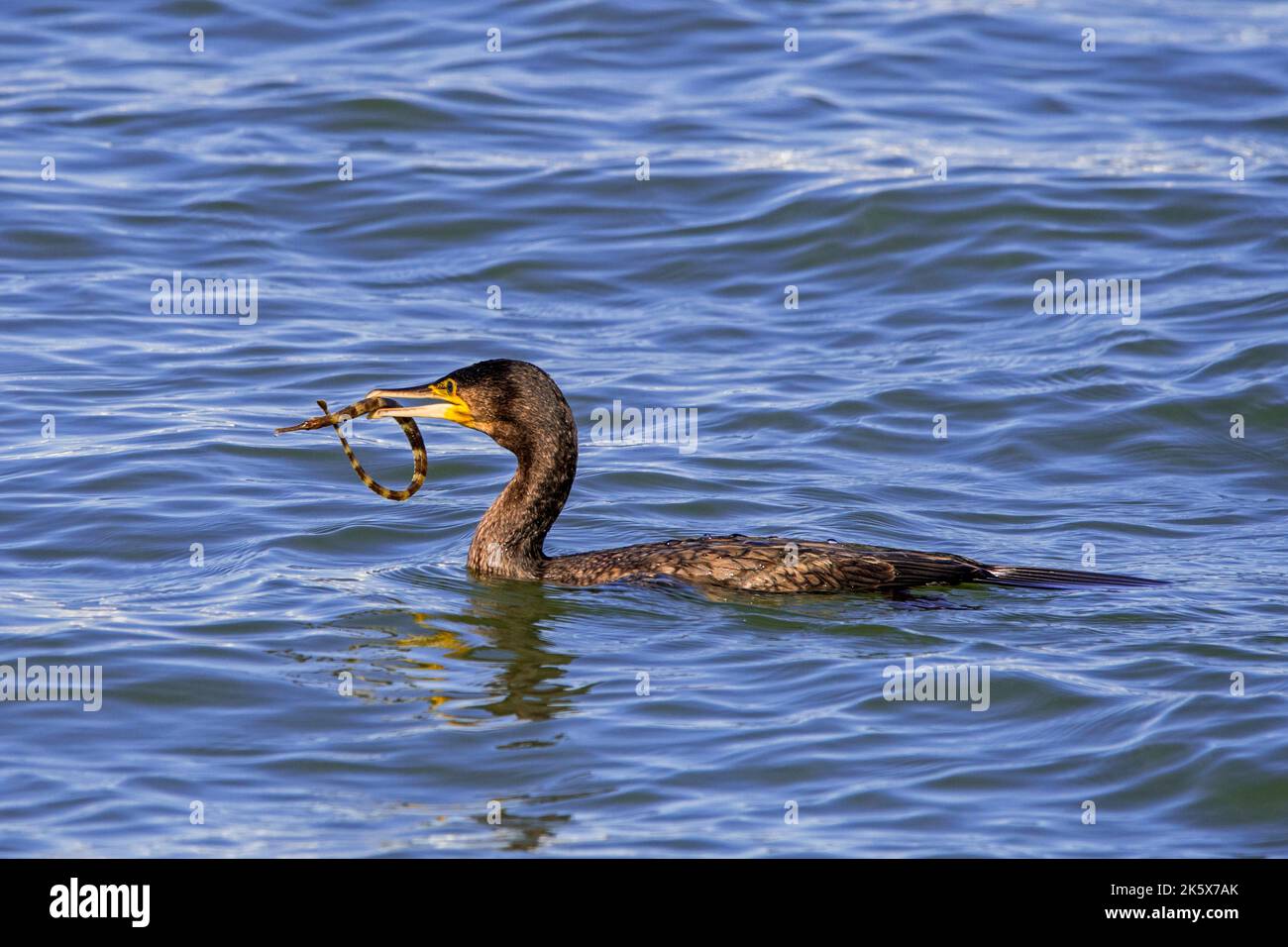 Der Kormoran (Phalacrocorax carbo) schwimmt entlang der Nordseeküste mit gefangenem Seeräuber (Syngnathus acus) im Schnabel Stockfoto