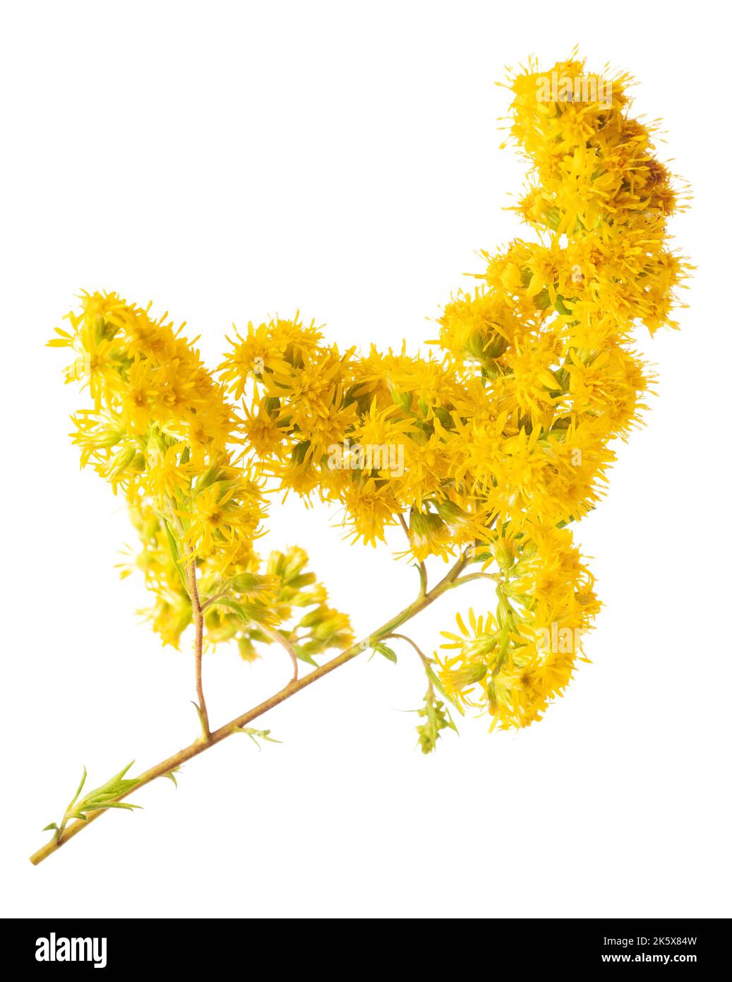 Goldrutenblüten isoliert auf weißem Hintergrund Stockfoto