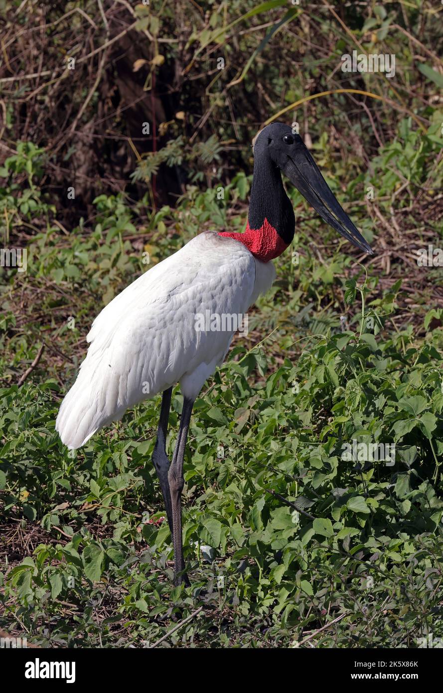 Jabiru (Jabiru mycteria) Erwachsener im Sumpfgebiet Pantanal, Brasilien Juli Stockfoto