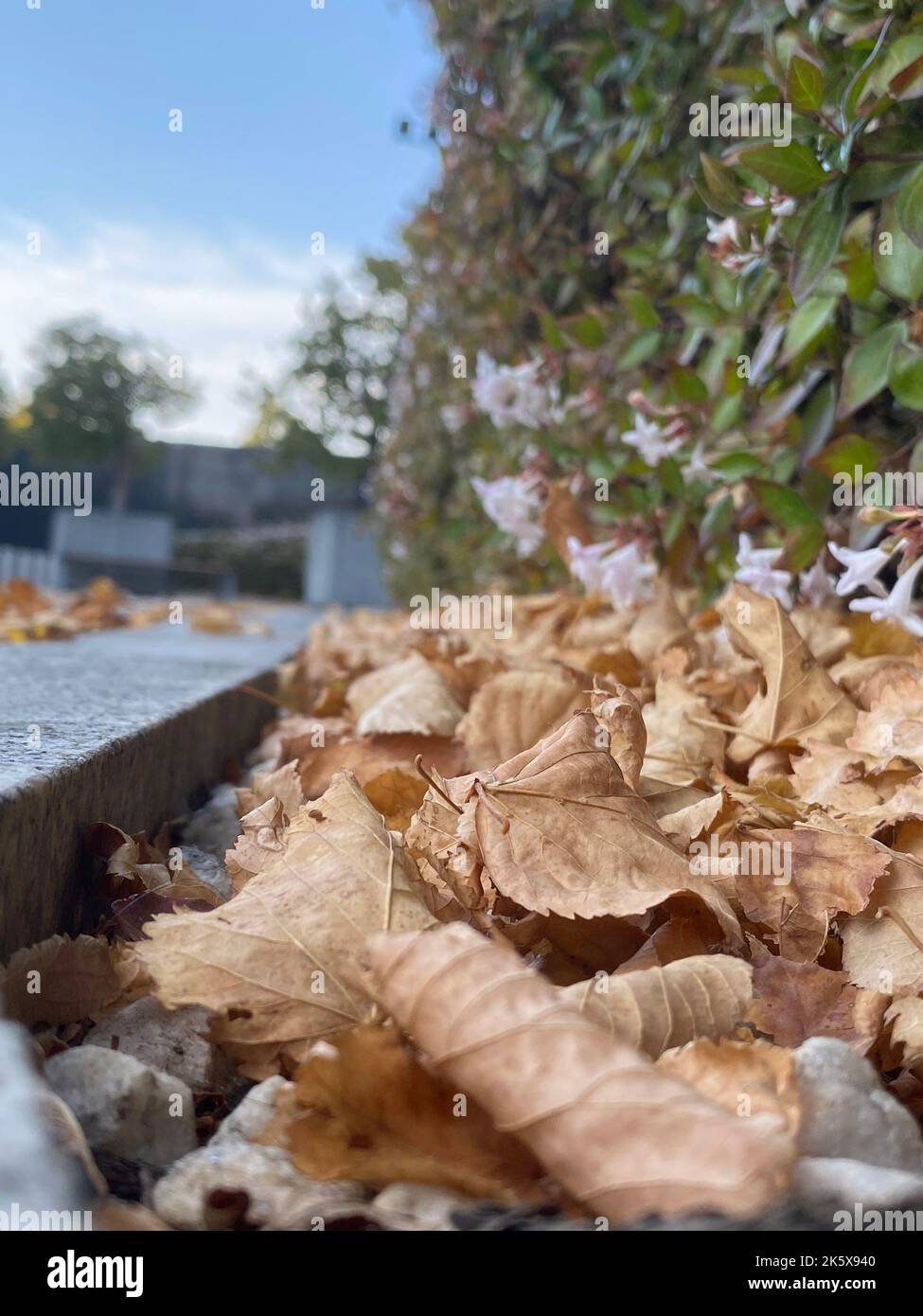 Nahaufnahme von gefallenen gelben Blättern in einem sonnigen Herbstpark. Konzept der Herbstsaison. Selektiver Fokus. Stadtstraße Stockfoto