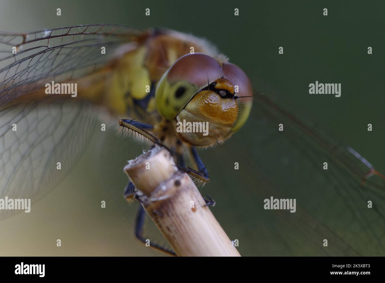 Weiblicher Rotkäfer (Sympetrum striolatum) Stockfoto