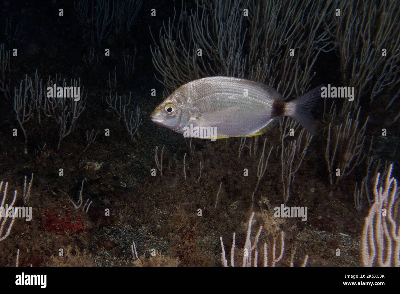 Ringförmige Seegream (Diplodus annularis) im Mittelmeer Stockfoto